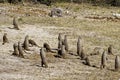 Banded Mongooses in a group