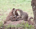 Banded mongooses on a termite mound