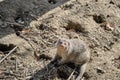 Banded mongooses in zoo during sunny day.