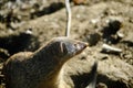 Banded mongooses in zoo during sunny day.