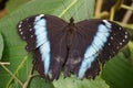Banded Morpho - Morpho achilles Royalty Free Stock Photo