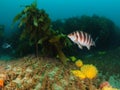 Banded morwong among brown seaweeds Royalty Free Stock Photo