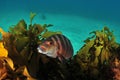 Banded Morwong Among Kelp Fronds Royalty Free Stock Photo