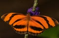 Banded Orange Butterfly