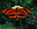 Banded Orange Butterfly