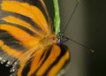 Banded Orange Butterfly