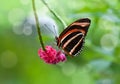 Banded Orange butterfly (Dryadula phaetusa)