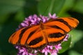 Banded Orange butterfly (Dryadula phaetusa) Royalty Free Stock Photo