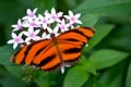 Banded Orange Butterfly Royalty Free Stock Photo