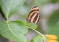 Banded Orange butterfly Dryadula phaetusa on a leaf of a plant with orange flowers.