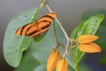 Banded Orange butterfly Dryadula phaetusa on a leaf of a plant with orange flowers.