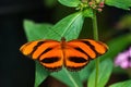 Banded Orange butterfly (Dryadula phaetusa) Royalty Free Stock Photo