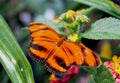 Banded orange heliconian, banded orange, or orange tiger butterfly