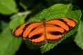 Banded Orange Heliconian - Dryadula phaetusa