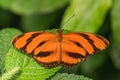 Banded Orange Heliconian - Dryadula phaetusa