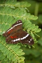 Banded Peacock Butterfly Royalty Free Stock Photo
