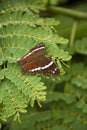 Banded Peacock Butterfly Royalty Free Stock Photo