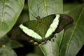 Banded Peacock Butterfly on a leaf Royalty Free Stock Photo