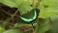 The Banded Peacock butterfly