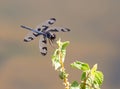 Banded Pennant Dragonfly In Bright Sunlight