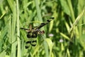 Banded Pennant Dragonfly On Green Blade Of Grass