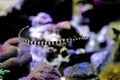 Banded Pipefish = Doryrhamphus dactylophorus Royalty Free Stock Photo