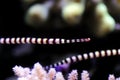 Banded Pipefish = Doryrhamphus dactylophorus Royalty Free Stock Photo