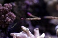 Banded Pipefish = Doryrhamphus dactylophorus Royalty Free Stock Photo