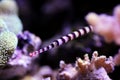 Banded Pipefish = Doryrhamphus dactylophorus Royalty Free Stock Photo