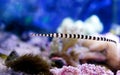 Banded Pipefish - Doryrhamphus dactylophorus Royalty Free Stock Photo