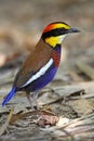 Banded Pitta(male) Royalty Free Stock Photo