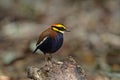 Banded Pitta(male) Royalty Free Stock Photo