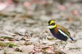 Banded Pitta (Male) Royalty Free Stock Photo