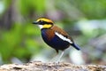 Banded pitta male on the log Royalty Free Stock Photo