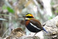 Banded pitta(male) on the wood Royalty Free Stock Photo