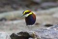 Banded Pitta Pitta guajana