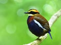 Banded Pitta & x28;Hydrornis guajana& x29; chubby dark blue bird with brow