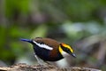 Banded pitta male on the log Royalty Free Stock Photo