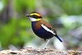 Banded pitta male on the log Royalty Free Stock Photo