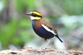 Banded pitta male on the log Royalty Free Stock Photo