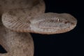 Banded pitviper Royalty Free Stock Photo