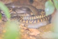 Banded Rat Snake, or the Oriental Rat Snake (Ptyas Mucosus) from the wild in Thailand. Banded Rat Snake is a non-toxic land snake