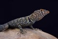 Banded Rock Lizard (Pterosaurs mearnsi) Royalty Free Stock Photo