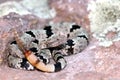 Banded Rock Rattlesnake