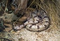 Banded Rock Rattlesnake