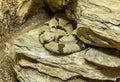 Banded Rock Rattlesnake Crotalus lepidus klauberi