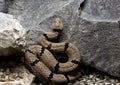 Banded rock rattlesnake, crotalus lepidus klauberi, on rocks in the Dallas City Zoo in Texas.