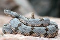 Banded Rock Rattlesnake shaking its rattle