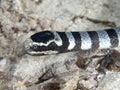 Banded sea krait