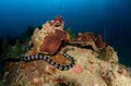 Banded sea krait, Laticauda colubrina